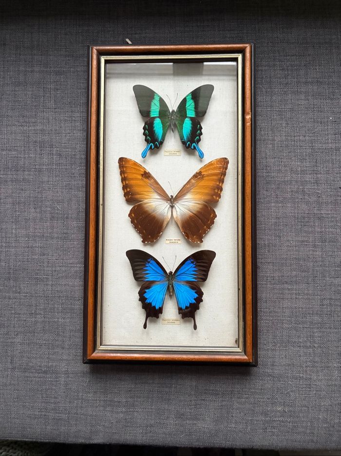 Encadrement papillons sous verre - vintage - très bon état