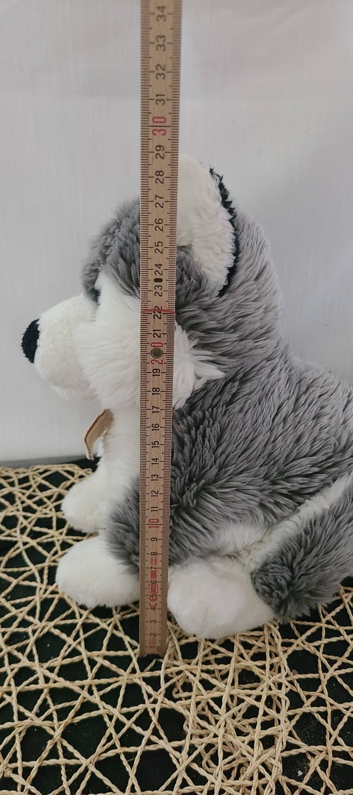 Malamute aux yeux bleus d’Alaska - photo numéro 4