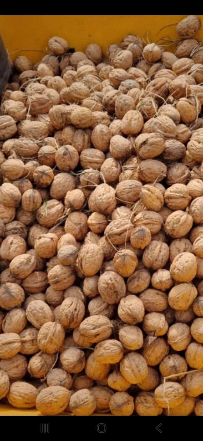 Noix  Pommes de pin - photo numéro 2