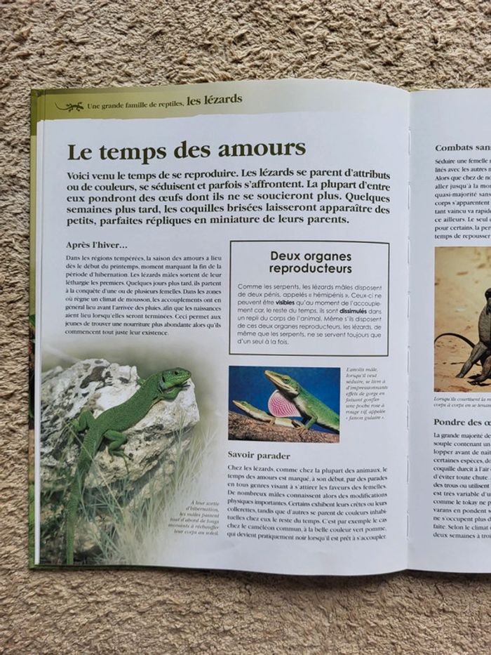 Livre documentaire enfant Une grande famille de reptiles, les lézards Atlas Junior des Animaux - photo numéro 10