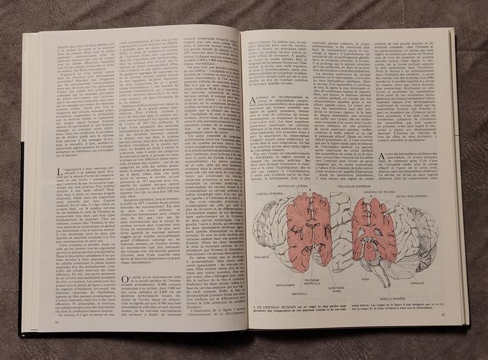 Le cerveau Hubel, David - photo numéro 4
