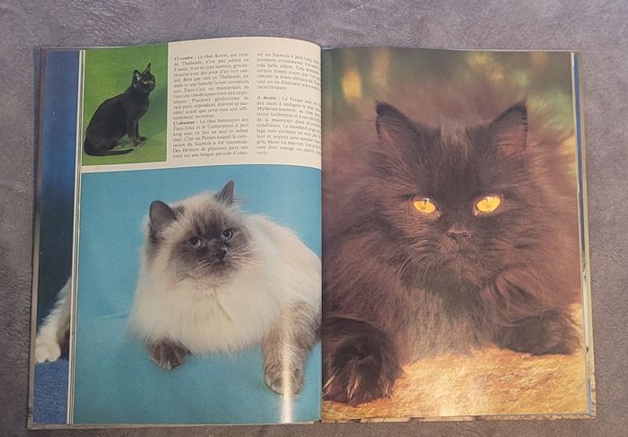Les Chats (Kaleidoscope) - photo numéro 3