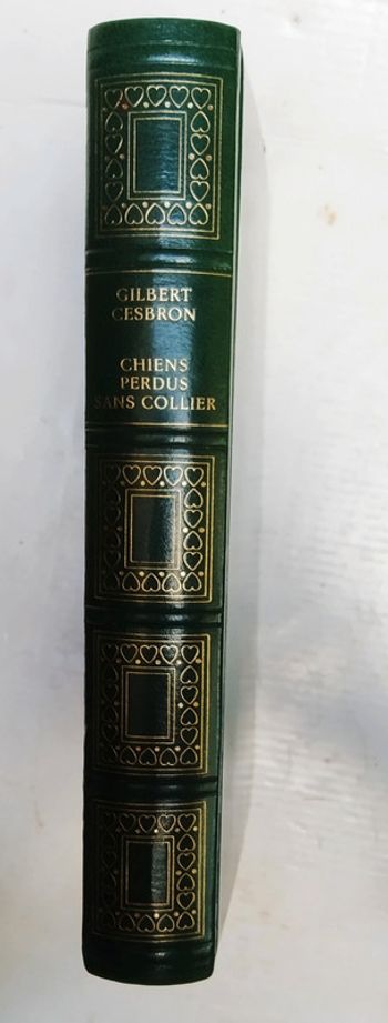 Chien perdu sans collier