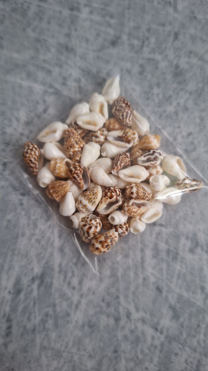Perles coquillages
