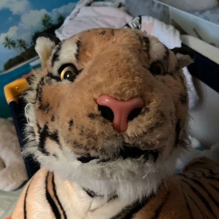 Tigre - photo numéro 2