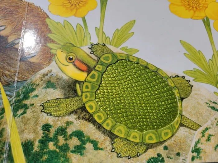 Rare, Superbe livre grand format à toucher 🐢 La vie dans la rivière 🐟 - photo numéro 5