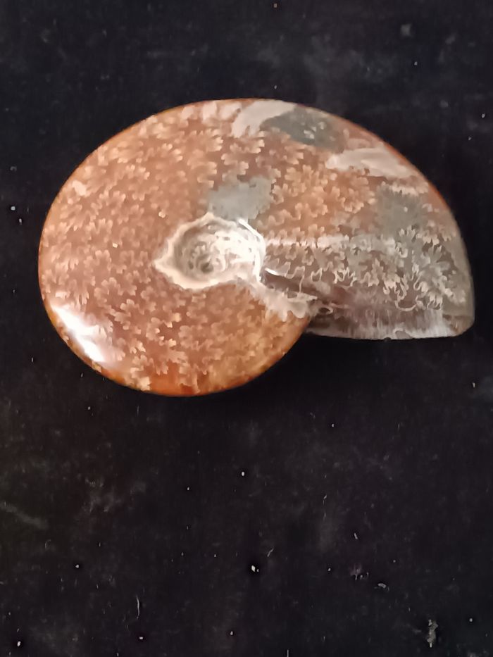 Ammonite polie - photo numéro 4