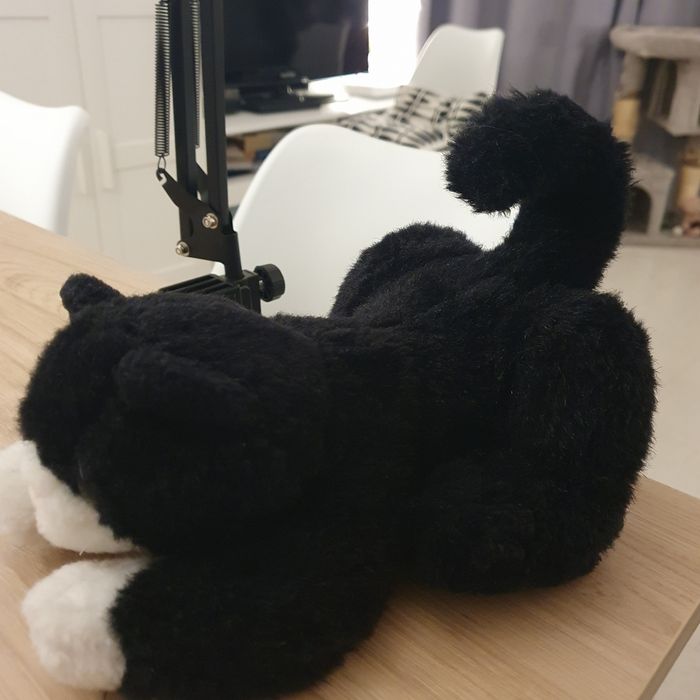 Petit chat noir et blanc - photo numéro 3