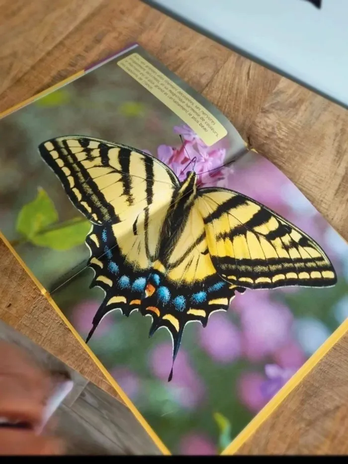 Livre enfant mon abécédaire des animaux découvre le 10 avec Pacôme le papillon - photo numéro 6