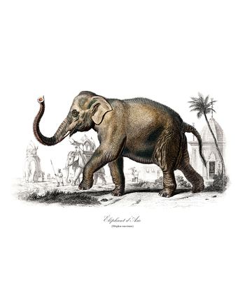 Affiche vintage Éléphant