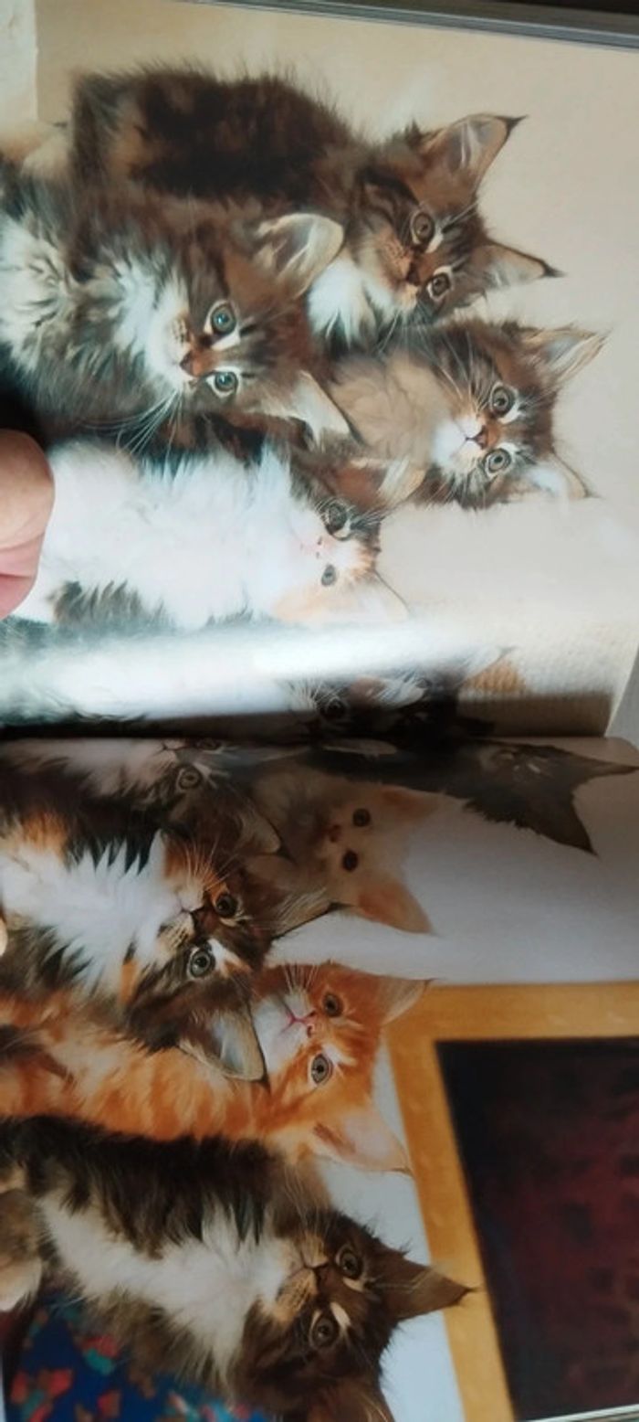 Amours de chatons - photo numéro 6