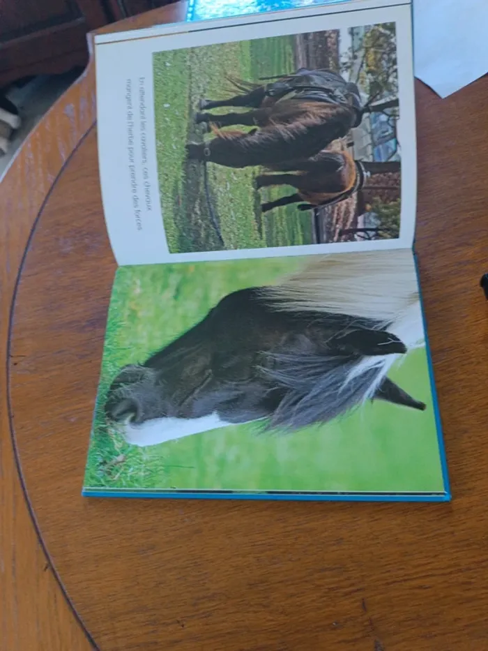 Les chevaux - photo numéro 5