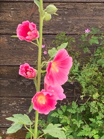 Graines de roses trémières « Double rose » +de 30 graines
