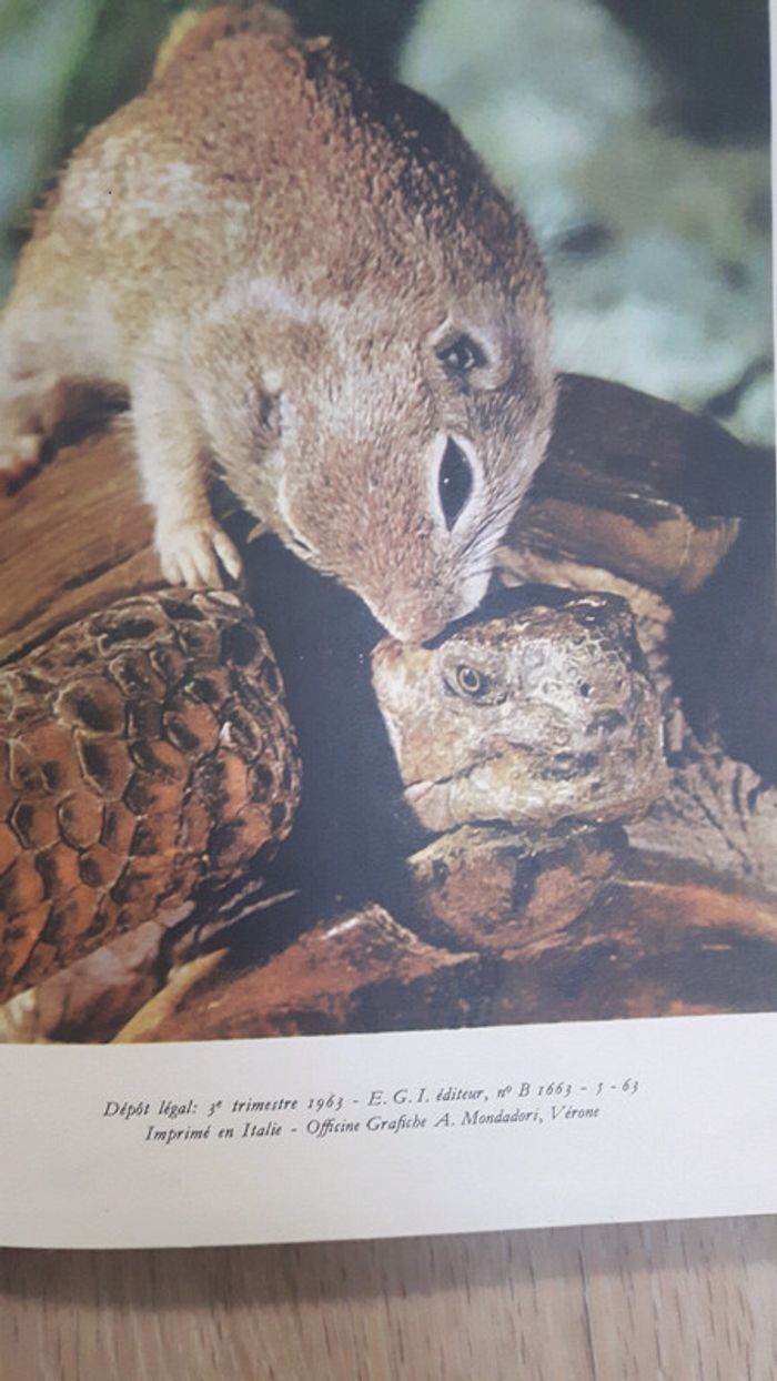 Le petit ecureuil du désert walt disney - photo numéro 3