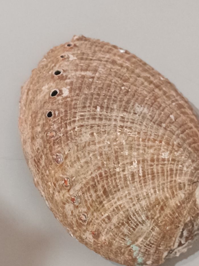 Ormeau - photo numéro 9