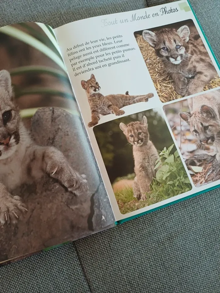 Livre les bébés animaux - photo numéro 3