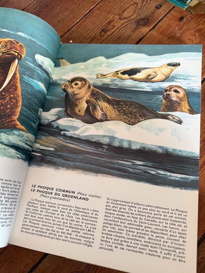 Lito Roby Grand livre illustrations Robert Dallet ancien vintage Faune du nouveau monde d’Amerique - photo numéro 6