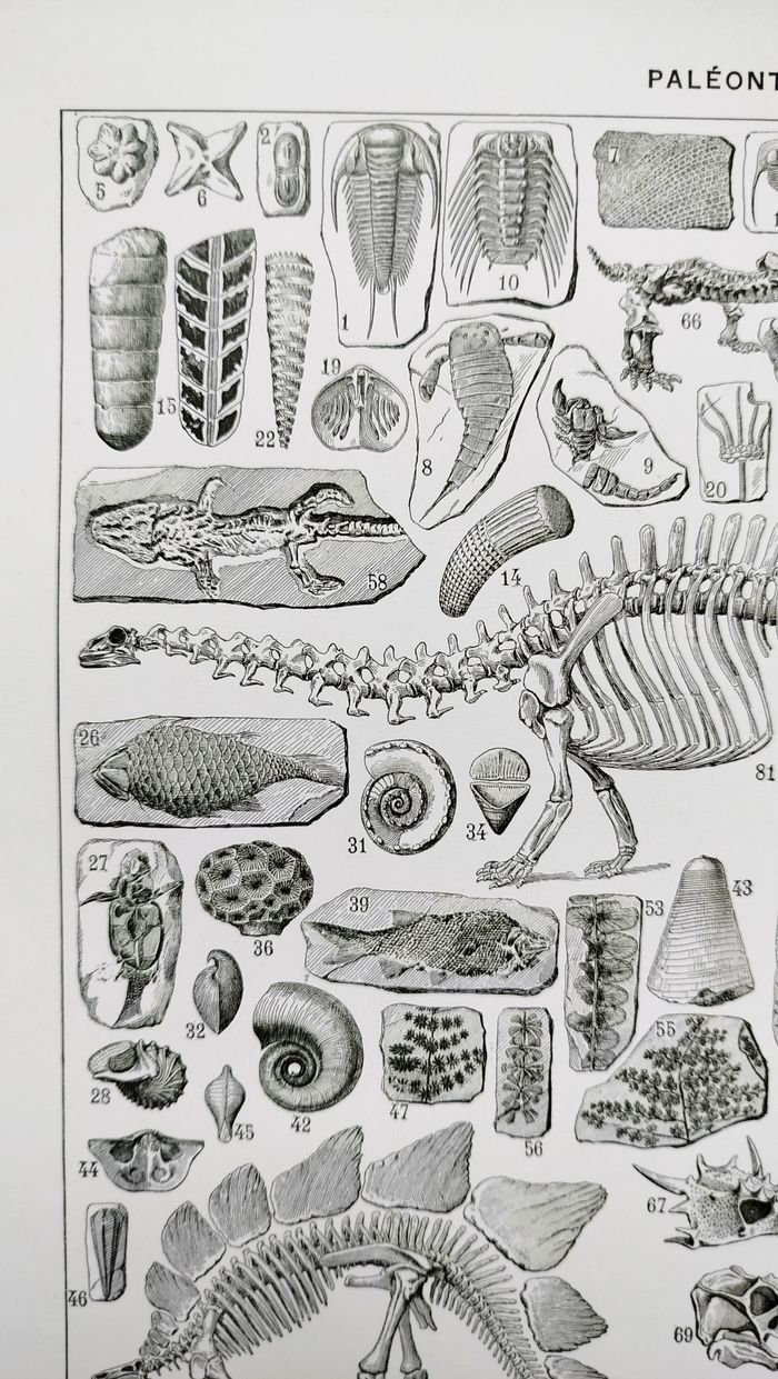 Affiche sur les dinosaures, d'après une lithographie de 1928 - photo numéro 2