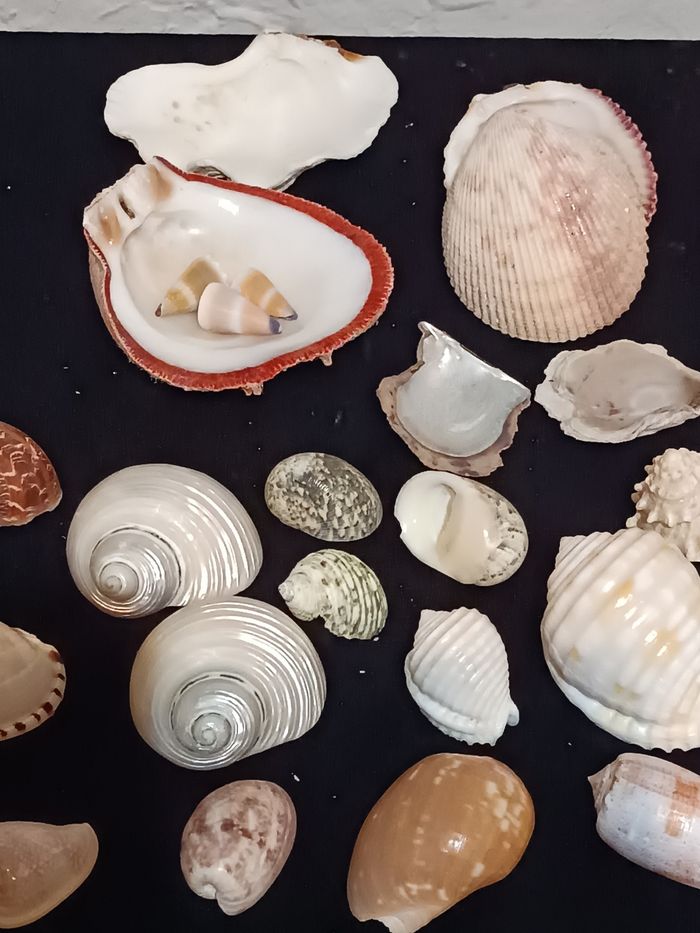 Lot de différents coquillages - photo numéro 5
