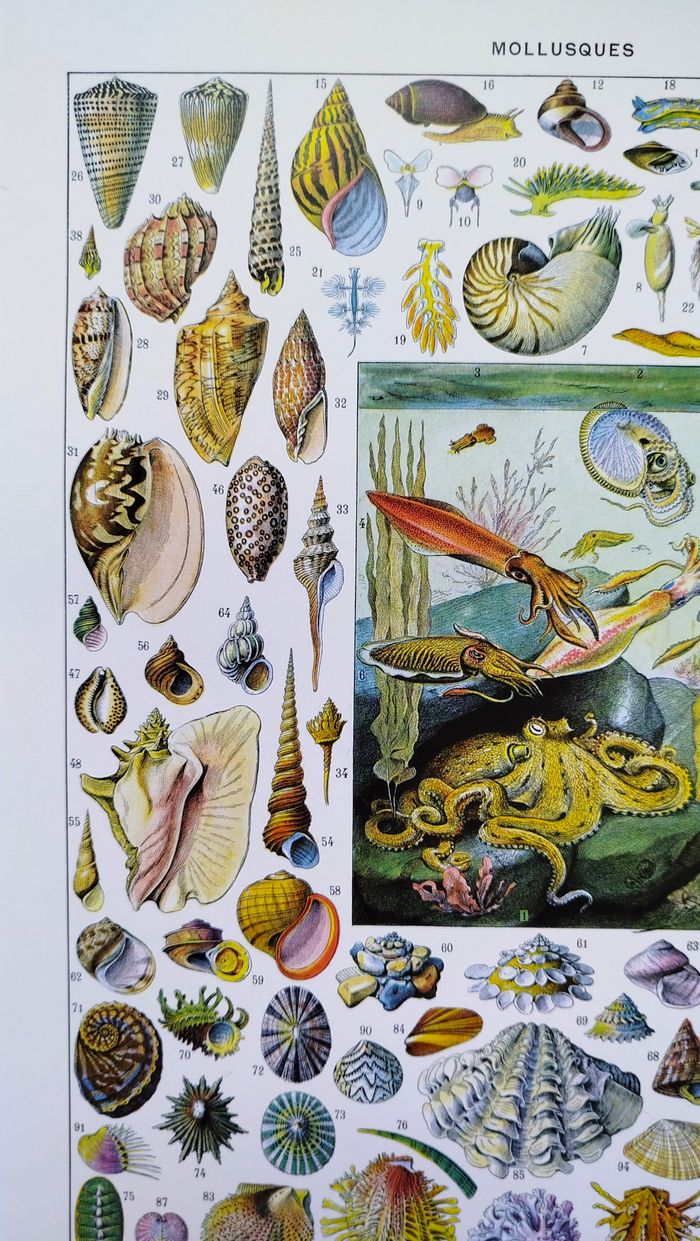 🐚 Affiche sur les coquillages et mollusques, d'après une lithographie de 1928 - photo numéro 2