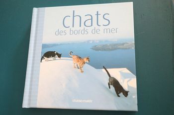 Chats des bords de mer