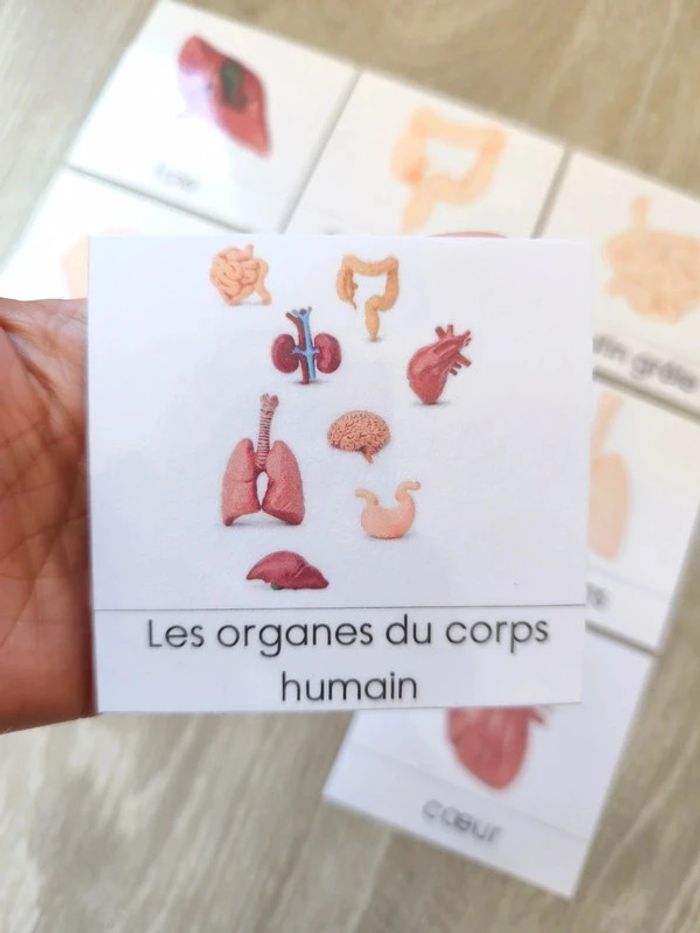 Cartes de nomenclature des organes humain script - photo numéro 4