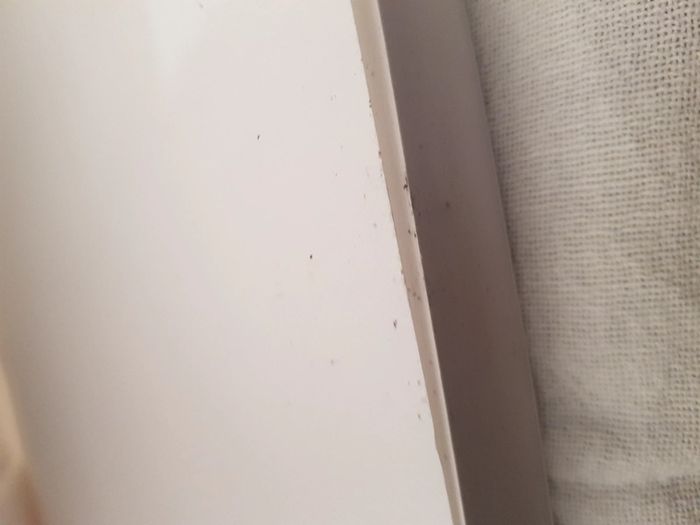 Chats tout ce qu'ils essaient de nous dire - photo numéro 6