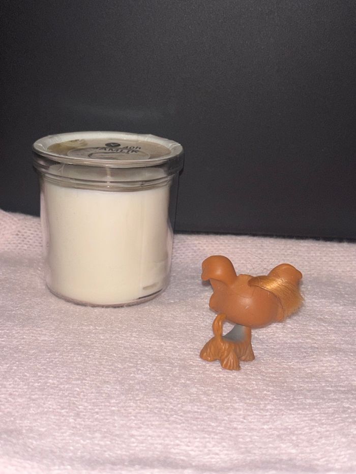 shi tzu #6 - photo numéro 3