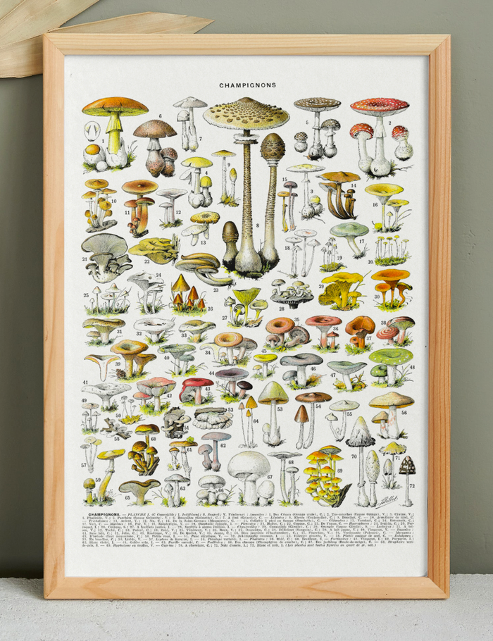 Affiche sur les champignons "amanite", d'après une illustration de 1928