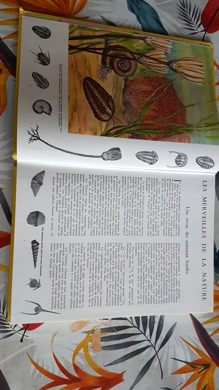 Les merveilles de la nature - photo numéro 5