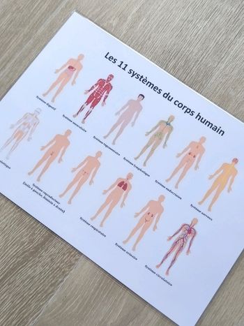 Fiche A4 plastifiée des 11 systèmes du corps humains