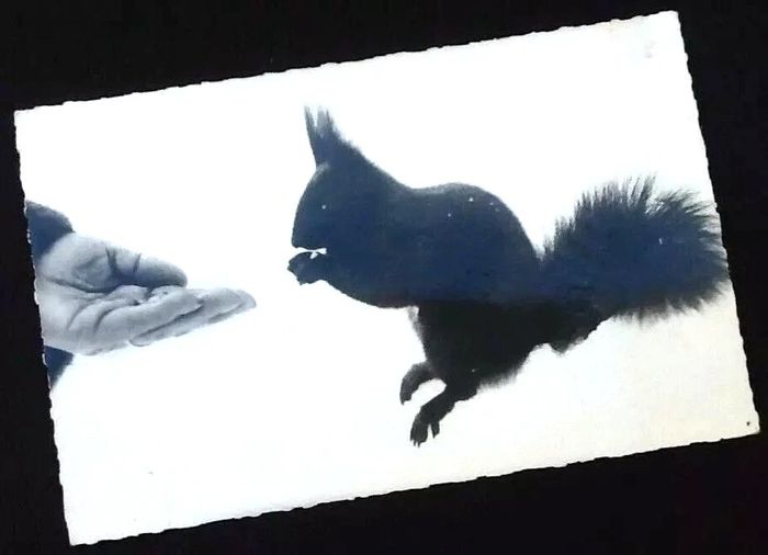 Carte postale ancienne Animaux de nos Montagnes L' écureuil - photo numéro 4