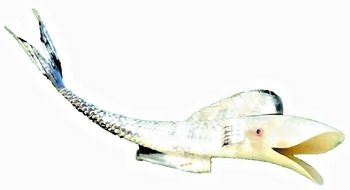 Années 1960  Grande Sculpture   Véritable corne de bovin  Poisson « Souvenir de bord de mer »  