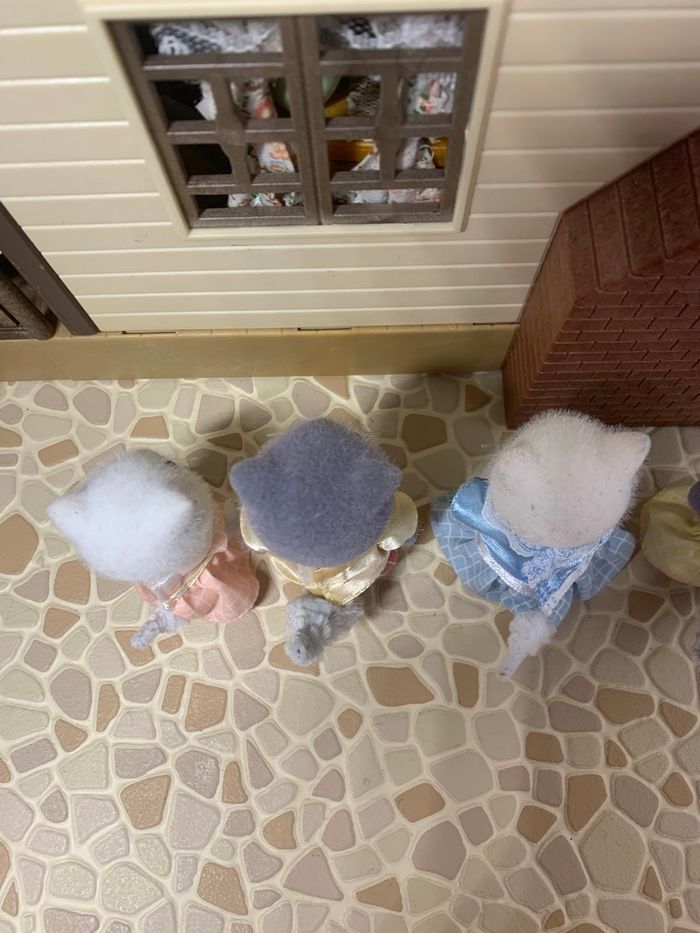 Persian cat family  5455 - photo numéro 7