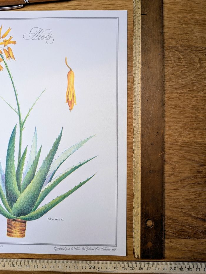 Imprimée en 1986, planche botanique l'Aloé Vera, Vintage Authentique (cadre non inclus) - photo numéro 5