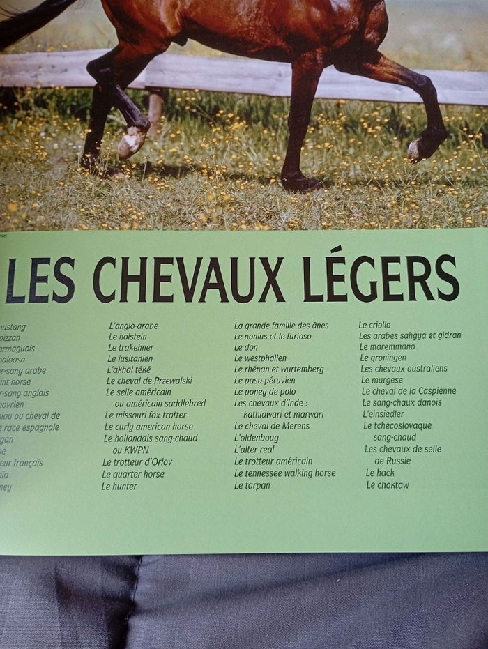 Les plus beaux chevaux du monde de - photo numéro 5