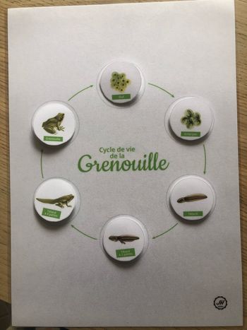 Fiche Montessori : Le cycle de la vie de la Grenouille