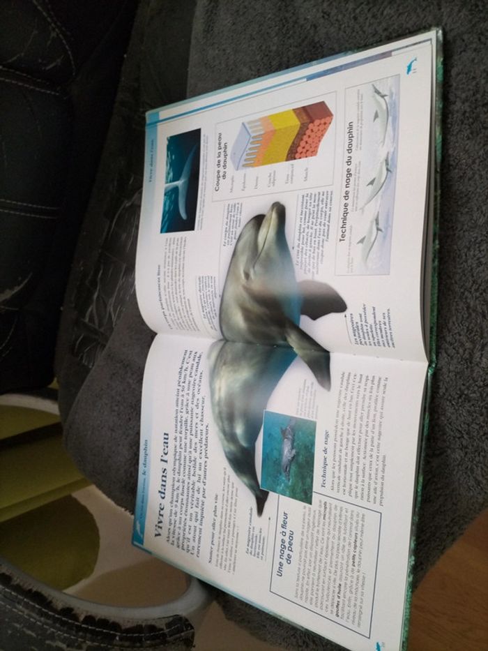 Atlas sur les dauphins 🌟 - photo numéro 4