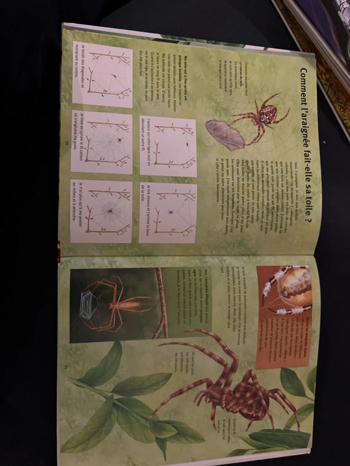 Livre pour enfants mes questions aux insectes - photo numéro 4