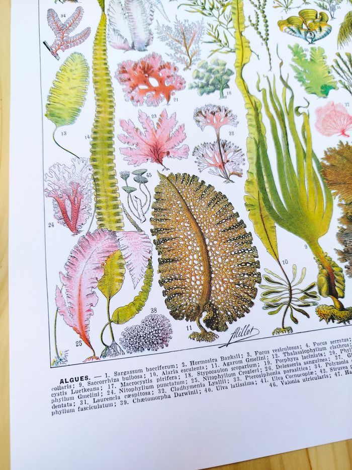 🌿 Affiche sur les algues, d'après une lithographie de 1928 - photo numéro 3
