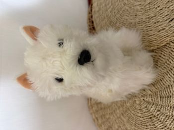 Peluche chien westie pub cesar non lavé