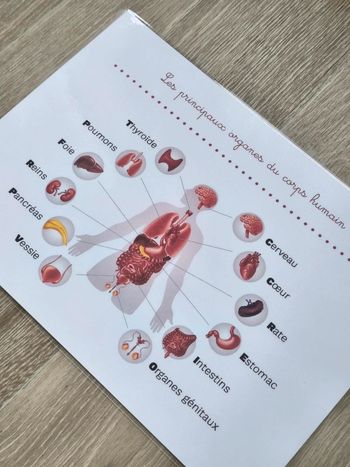 Fiche A4 des principaux organes du corps humain