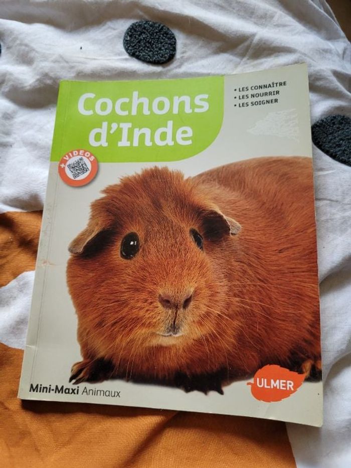 Cochons d inde
