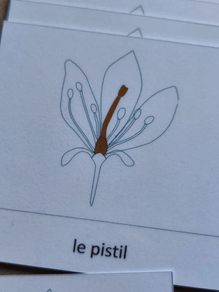 Cartes de nomenclature de la fleur - photo numéro 3