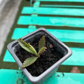 Superbe bouture Kalanchoe daigremontiana, plantes-mères ou Mère de milliers.