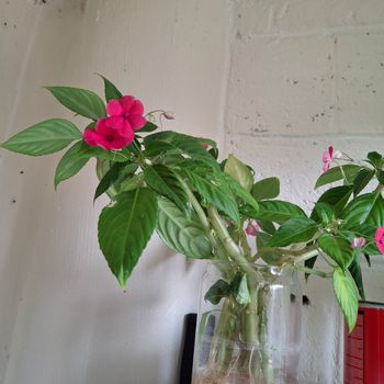 Boutures goutte de sang fuschia