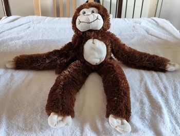 Singe aux longs bras