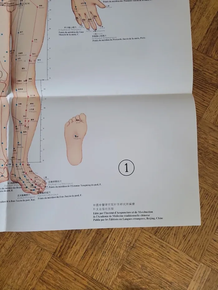 Localisation officielle des points d' acupuncture - photo numéro 12