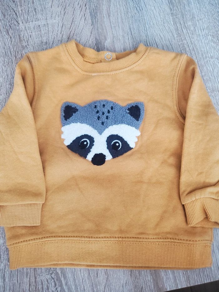 Pull raton laveur