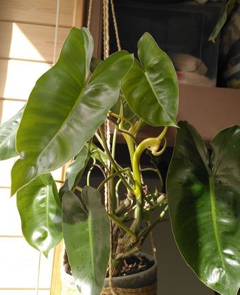 Cutting philodendron Burle maarx
